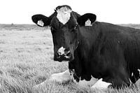 Portrait of a cow