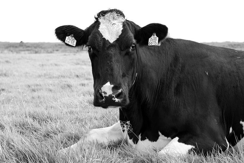 Portrait of a cow by Esther Wagensveld