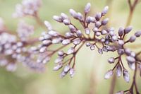 Close-up of a light pink Flower in Bud