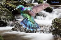 De ijskoning vogel