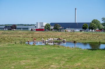 Waterbirds and industry by Werner Lerooy