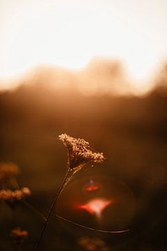 Naturfoto Sonnenuntergang | Goldene Stunde Fotografie | Sommerfoto von Anouk Strijbos