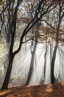Early morning fog in the forest
