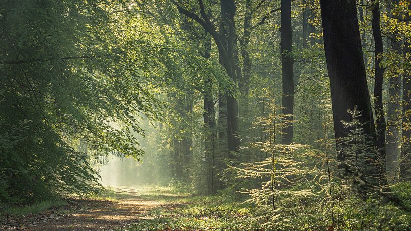 Foggy scene (1) by P Leydekkers - van Impelen