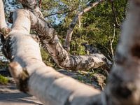 Pfaffenstein in Saksisch Zwitserland - De berkenboom
