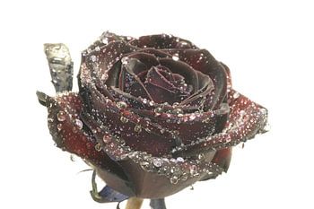 Roos met water druppels