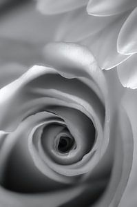 Die weiße Rose