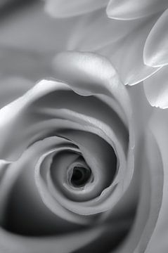 Die weiße Rose von Rik Verslype