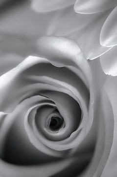 The white rose