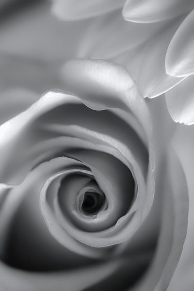 De witte roos van Rik Verslype