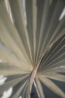 Palme | Fine Art | Nahaufnahme | Fotodruck
