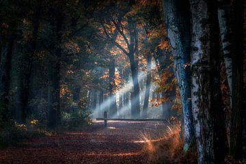 Fall light von Ruud Peters