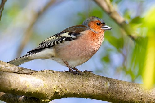Buchfink (Fringilla coelebs)