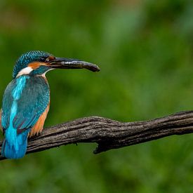 Kingfisher male with fish by Leon Brouwer