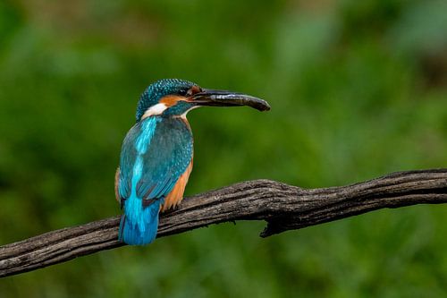 Kingfisher male with fish