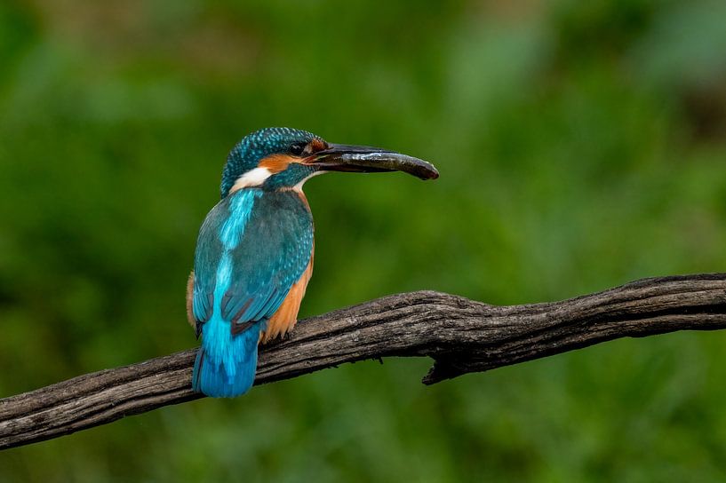Kingfisher male with fish by Leon Brouwer