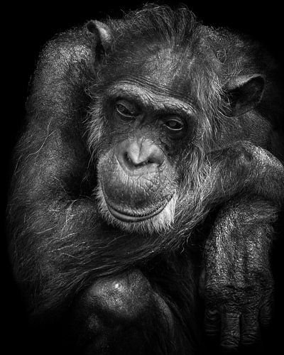 Schimpanse