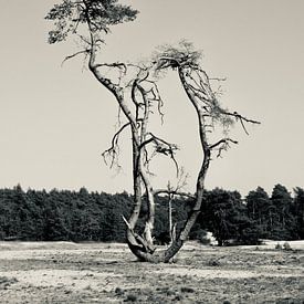Coniferous tree in 'The Sahara' near Ommen by Skyler Muller