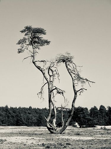 Coniferous tree in 'The Sahara' near Ommen by Skyler Muller