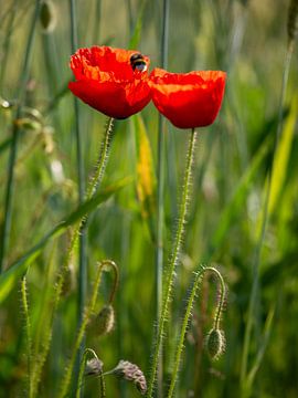 Hommel landt op maanbloem van Matteo Del Grosso