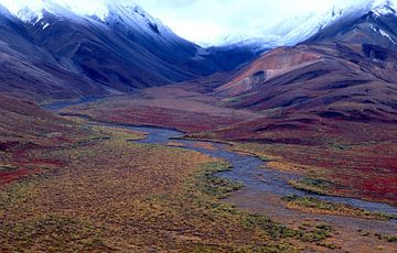 Alaska, Denali-Nationalpark von Paul van Gaalen, natuurfotograaf