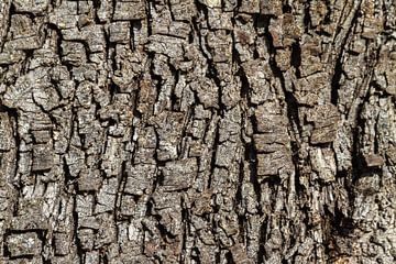 Bark texture by Domicile Media