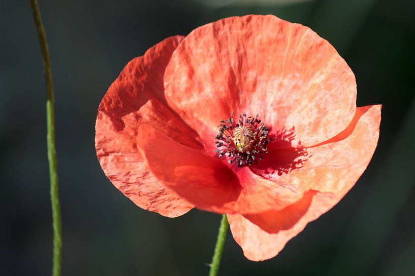 Blume des Mohns von whmpictures .com