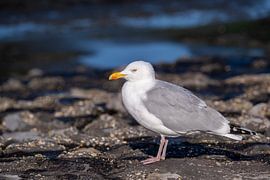 Herring gull at the beach by Willem Laros | Reis- en landschapsfotografie