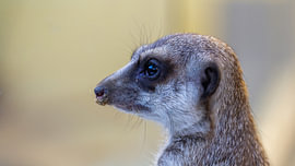 The Sentinel – A Profile of the Meerkat by Martin Wohlgemuth