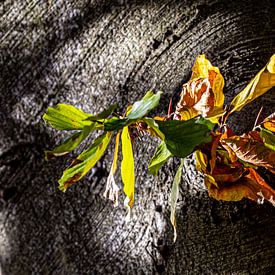 schöne Herbsttöne auf einem Baumstamm von Anna Pors