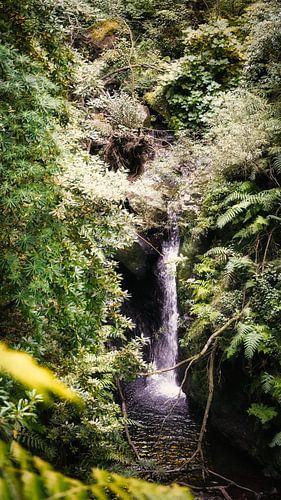 Jungle verte avec chutes d'eau