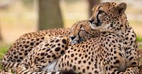 Cheetah keeps watch while the other one lies delightfully