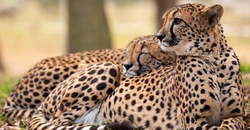 Cheetah houdt de wacht terwijl de andere heerlijk ligt van Patrick van Bakkum