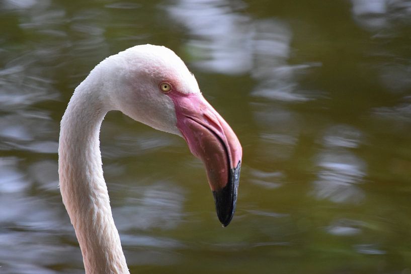 Roze flamingo van Nicolette Vermeulen