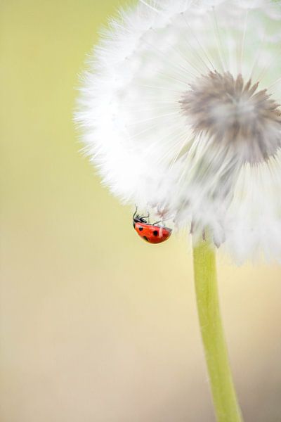 Marienkäfer auf einer Blasenblume von Inge Smulders