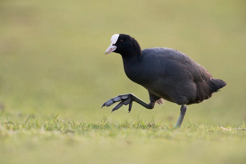Eurasian Coot *Fulica atra* by wunderbare Erde