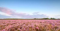 Zonsopgang boven bloeiende heide in natuurgebied de Veluwe van Sjoerd van der Wal Fotografie thumbnail