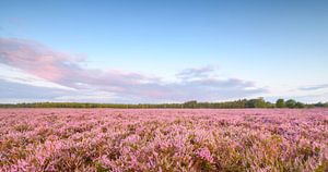 Sunrise over blooming Heather plants in the Veluwe nature reserve