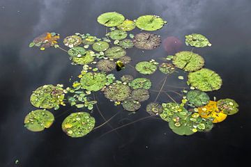 Waterlelies na een regenbui