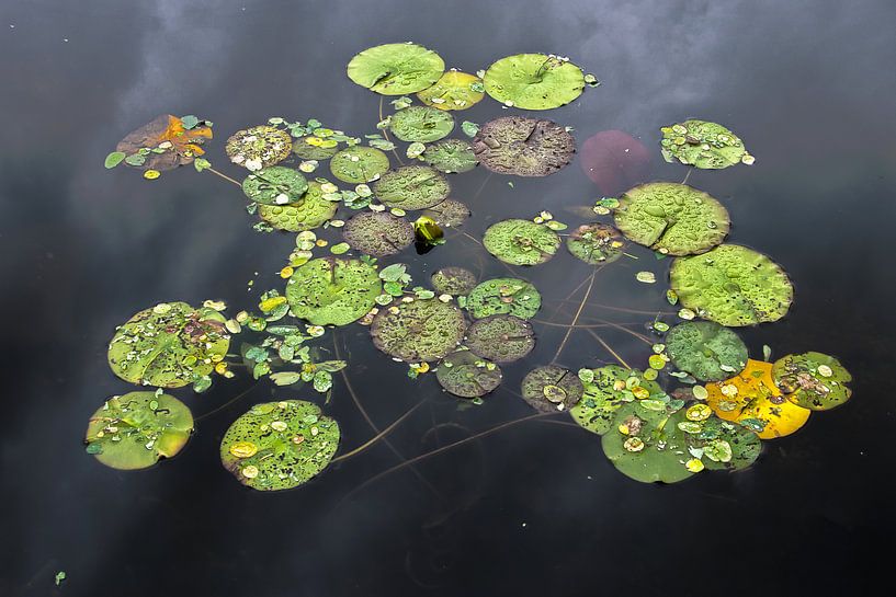 Waterlelies na een regenbui van Frans Blok