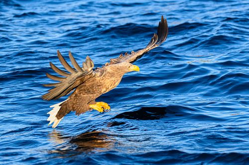 Zeearend op jacht naar vis