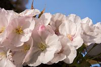 Bloesem. Blossom.