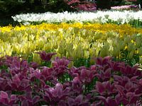 Keukenhof bloemen