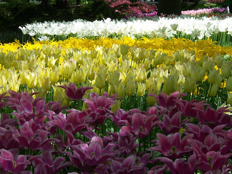 Keukenhof bloemen by Veli Aydin