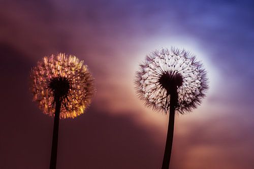 Twee paardenbloemen in de ochtendzon
