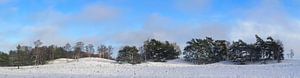Snow winter landscape in a snowy forest during winter in nature