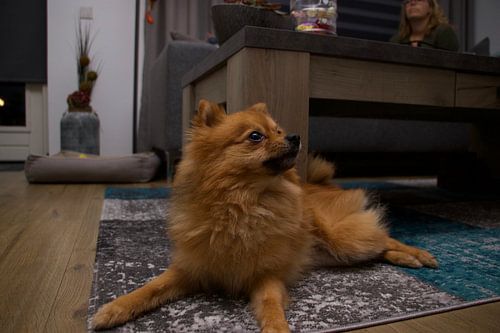 Hondje