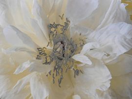 Cream-coloured peony by Marina Minak
