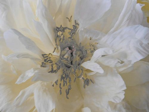 Cream-coloured peony