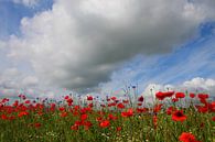 papaver van Ostsee Bilder thumbnail